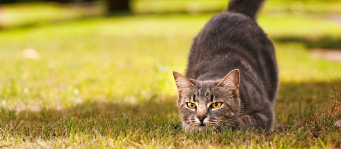 Polujący kot na trawniku